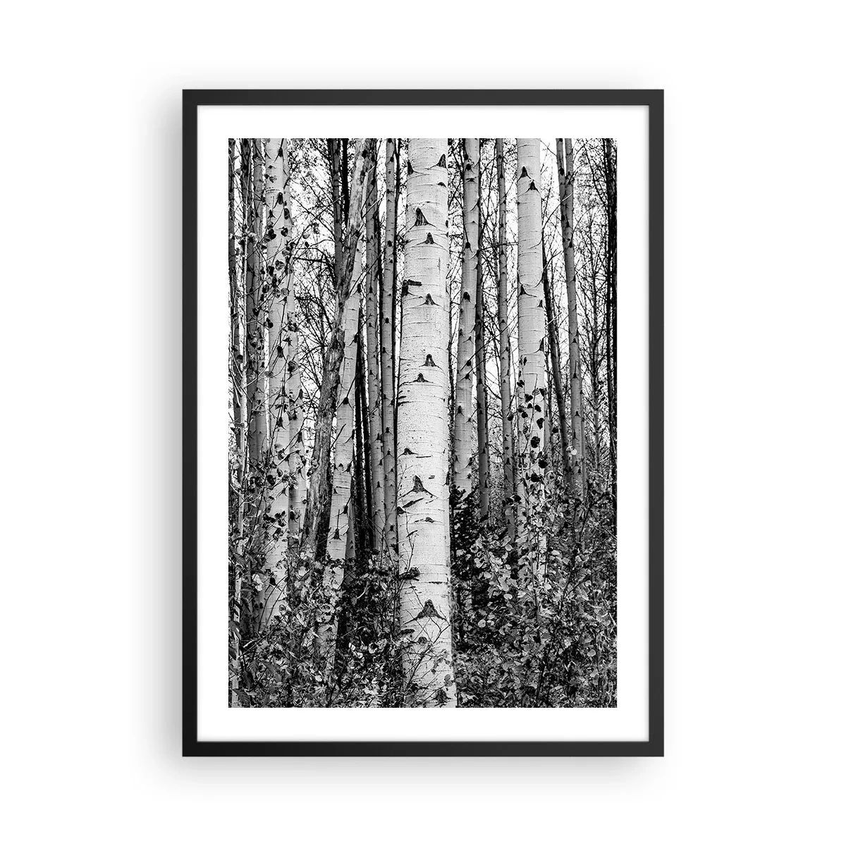 Poster in black frame - Black and white birch trees form a symmetrical forest - 50x70cm - Birch Colonnade - Modern wall decoration for the living room and bedroom ARTTOR