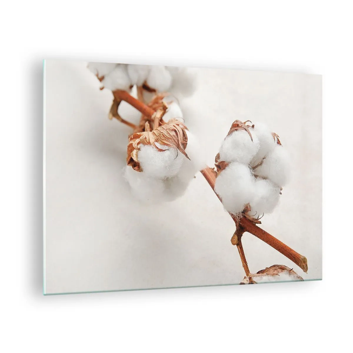 Glass picture - Close-up of a cotton branch against a light background - 70x50cm - Just Cuddle It - Modern wall decoration for the living room and bedroom ARTTOR