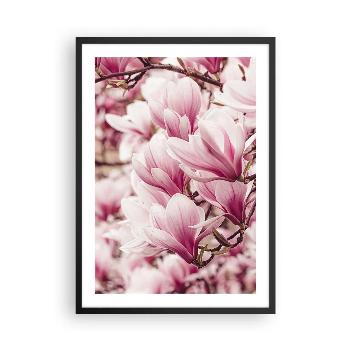 Poster in black frame - Romantic blooming magnolias in delicate pink - 50x70cm - Spring is Pink - Modern wall decoration for the living room and bedroom ARTTOR