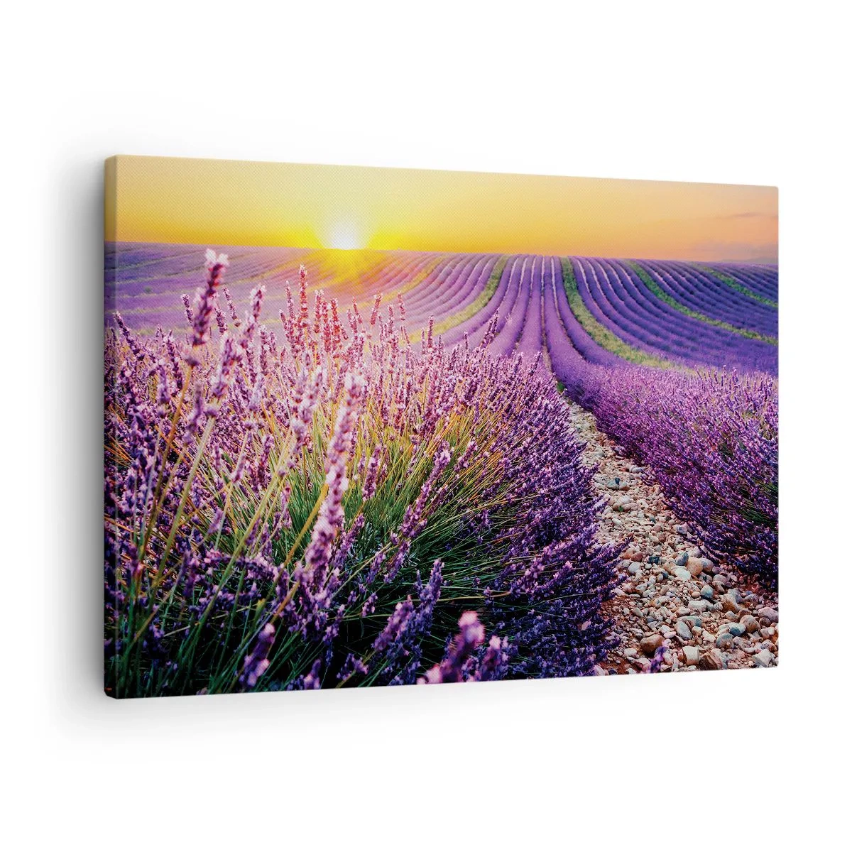 Canvas picture - Lavender field at sunset - 70x50cm - Fragrant Field - Modern wall decoration for the living room and bedroom ARTTOR
