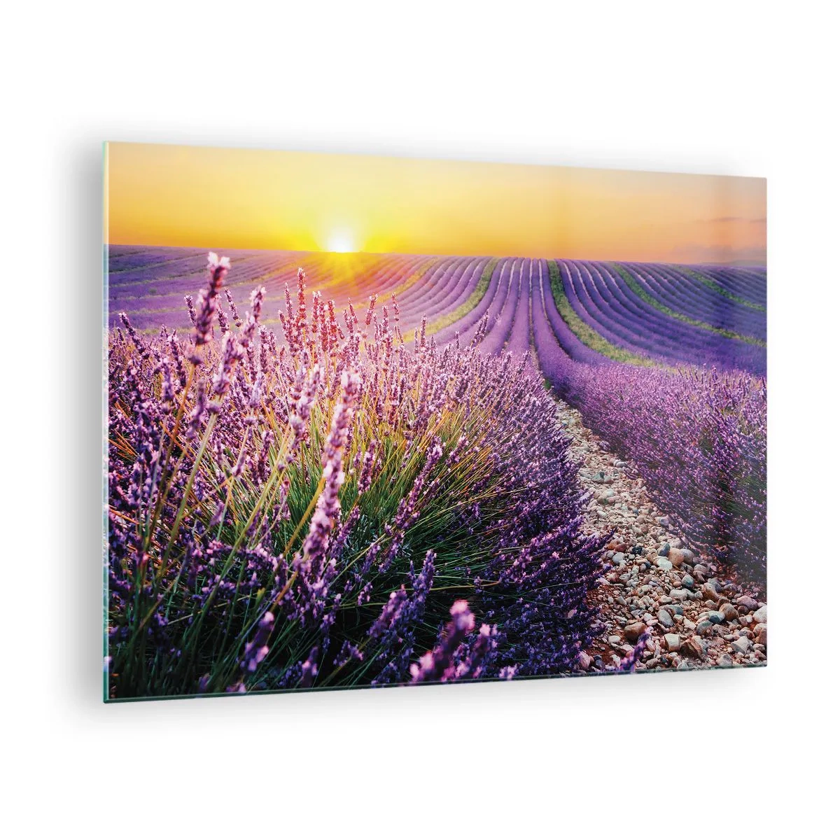 Glass picture - Lavender field at sunrise with a rocky path - 70x50cm - Fragrant Field - Modern wall decoration for the living room and bedroom ARTTOR