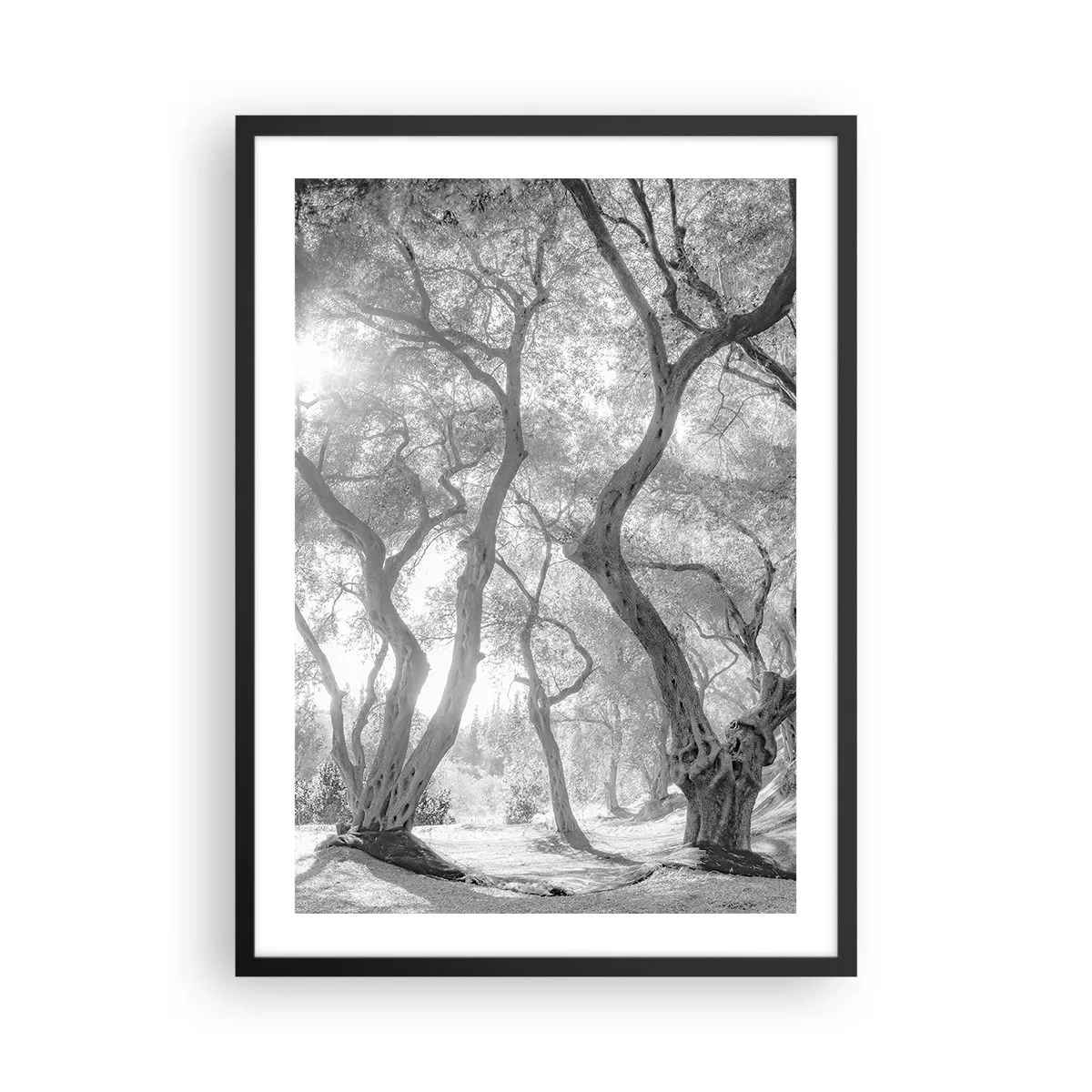 Poster in black frame - Black and white photograph of winding trees in the sunlight - 50x70cm - In an Olive Grove - Modern wall decoration for the living room and bedroom ARTTOR
