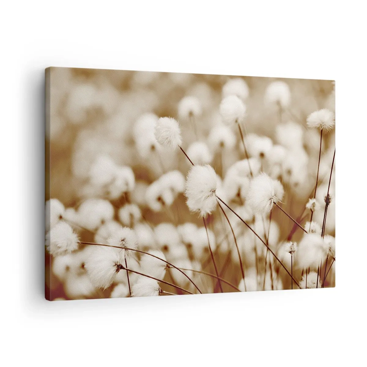 Canvas picture - A field of delicate sepia-toned plants - 70x50cm - Fluffy field - Modern wall decoration for the living room and bedroom ARTTOR