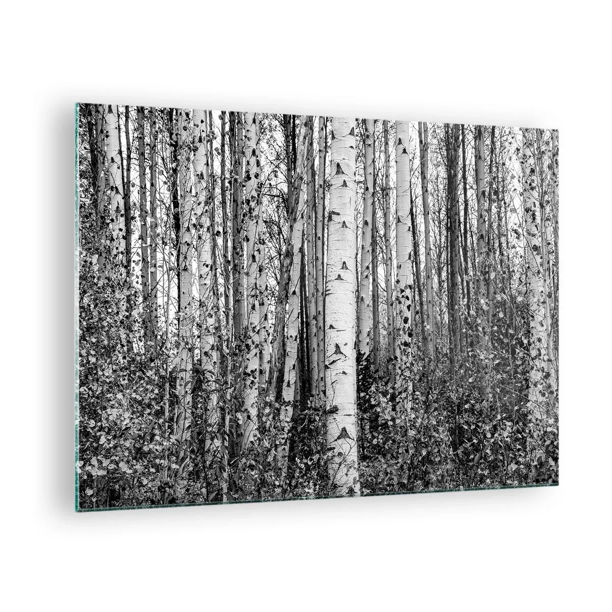 Glass picture - Black and white birch trees create a dense forest landscape - 70x50cm - Birch Colonnade - Modern wall decoration for the living room and bedroom ARTTOR