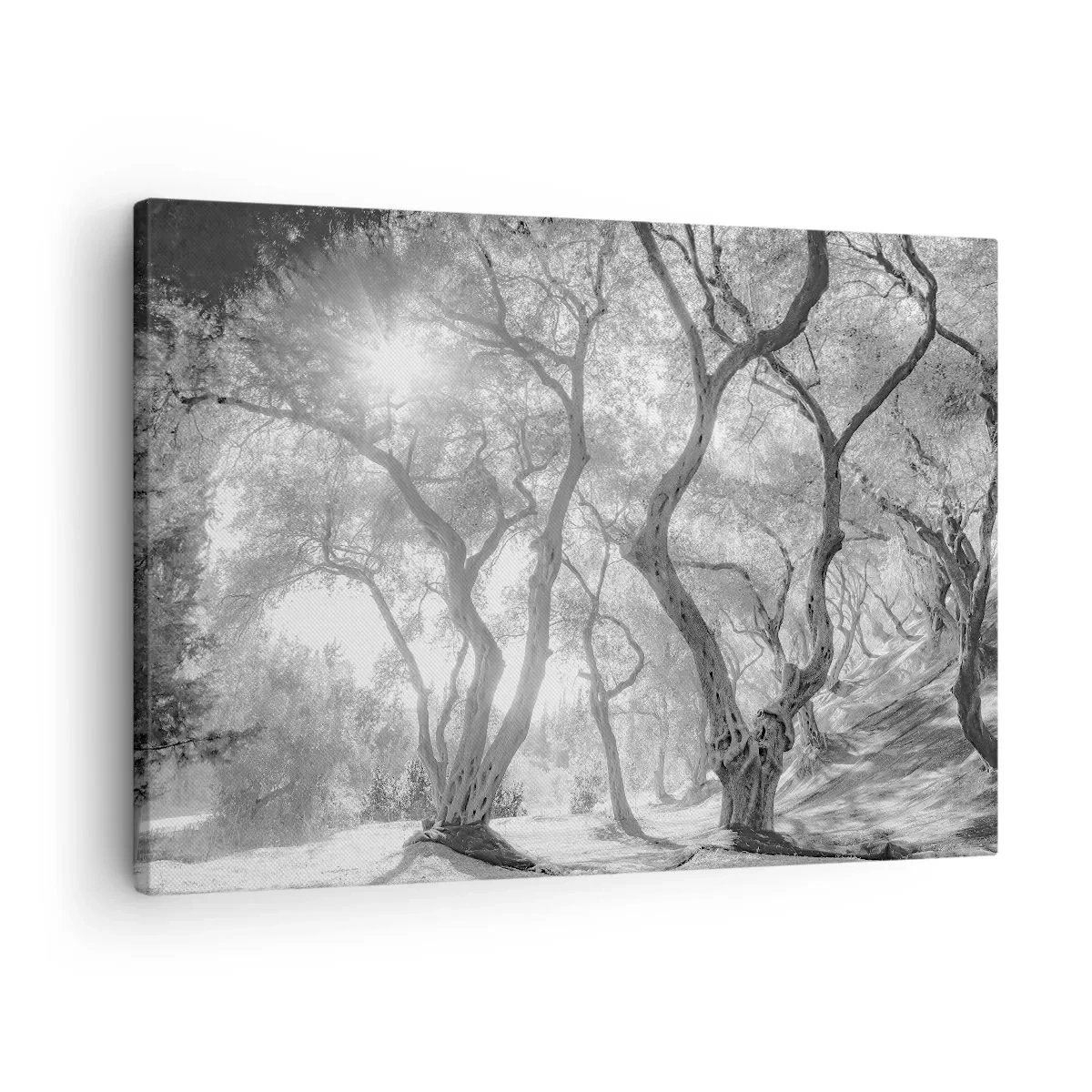 Canvas picture - Black and white view of trees in an olive grove with sun rays - 70x50cm - In an Olive Grove - Modern wall decoration for the living room and bedroom ARTTOR