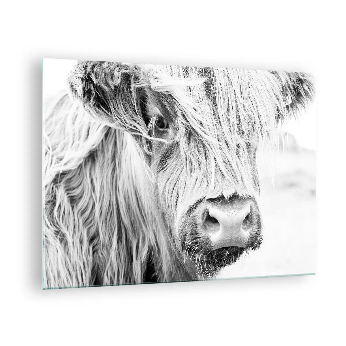 Glass picture - Close-up of a long-haired Scottish cattle in black and white - 70x50cm - Scottish Wilderness - Modern wall decoration for the living room and bedroom ARTTOR