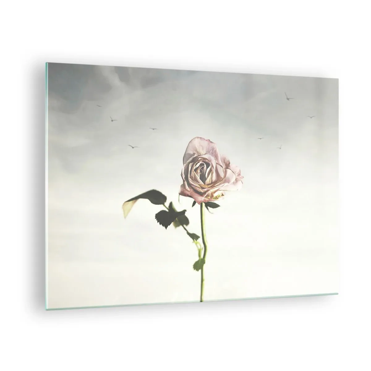 Glass picture - A delicate rose against the sky with flying birds - 70x50cm - Welcoming of Spring - Modern wall decoration for the living room and bedroom ARTTOR