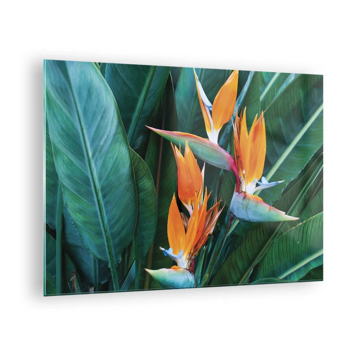 Glass picture - Exotic strelitzia flowers among large green leaves - 70x50cm - Is It a Flower or a Bird? - Modern wall decoration for the living room and bedroom ARTTOR