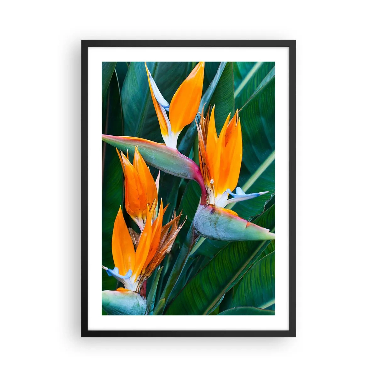 Poster in black frame - Strelitzia flowers surrounded by green leaves - 50x70cm - Is It a Flower or a Bird? - Modern wall decoration for the living room and bedroom ARTTOR