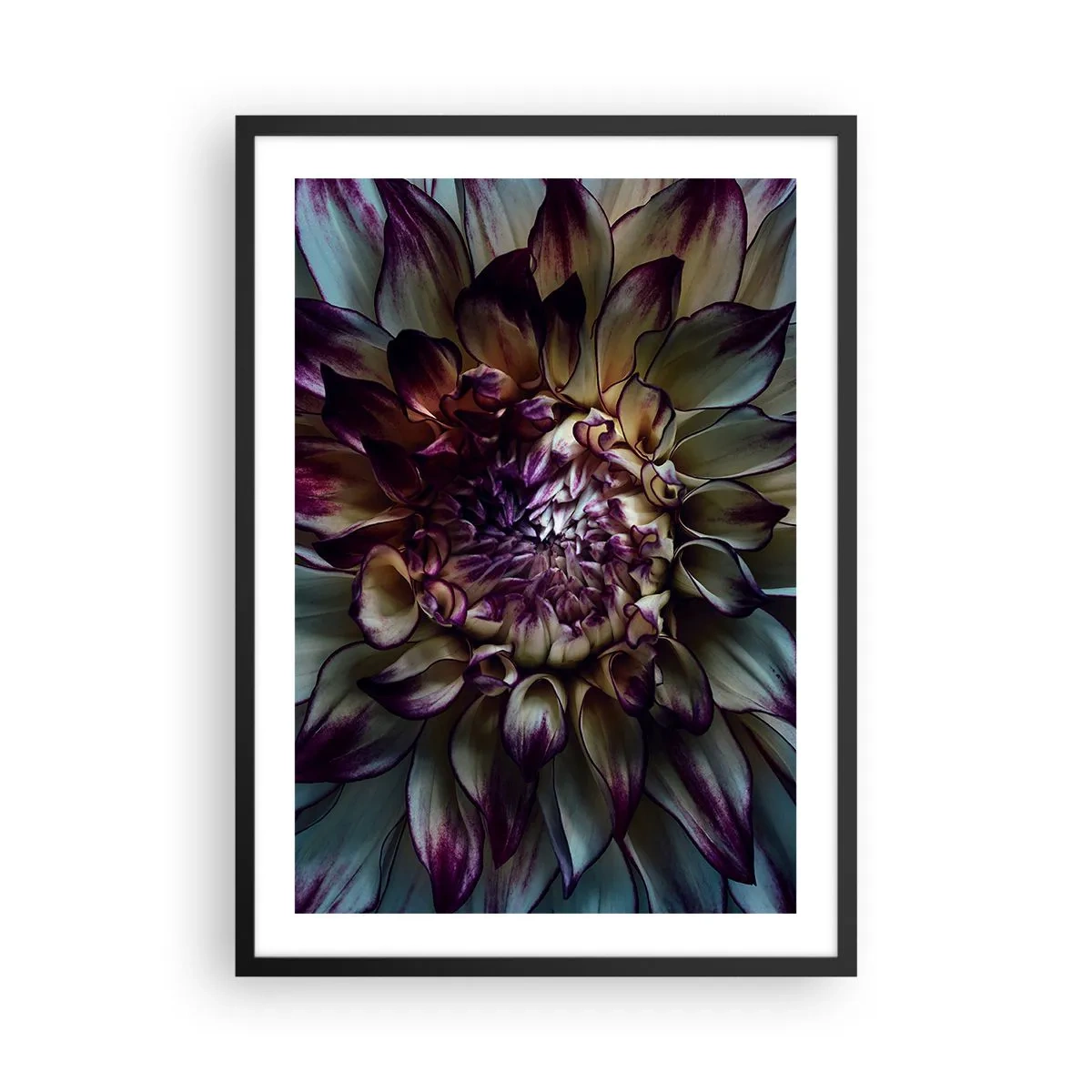 Poster in black frame - Macro photography of dark dahlias in shades of purple and gold - 50x70cm - The Blossoming of Youth - Modern wall decoration for the living room and bedroom ARTTOR