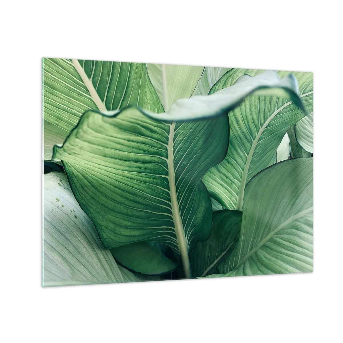 Glass picture - Lush green leaves in close-up and natural light - 70x50cm - Life in Intense Green Colour - Modern wall decoration for the living room and bedroom ARTTOR
