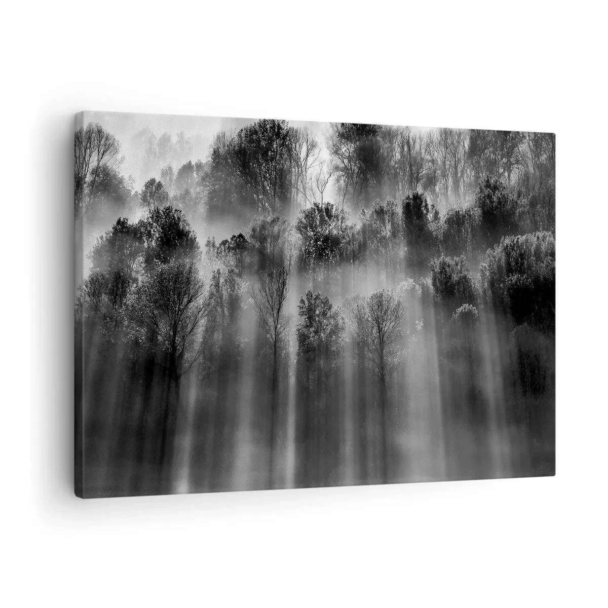 Canvas picture - Black and white forest in the morning light - 70x50cm - In the Streams of Light - Modern wall decoration for the living room and bedroom ARTTOR