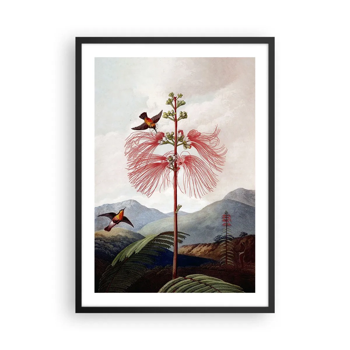Poster in black frame - Exotic flower with hummingbirds among the mountains - 50x70cm - In a Tropical Paradise - Modern wall decoration for the living room and bedroom ARTTOR