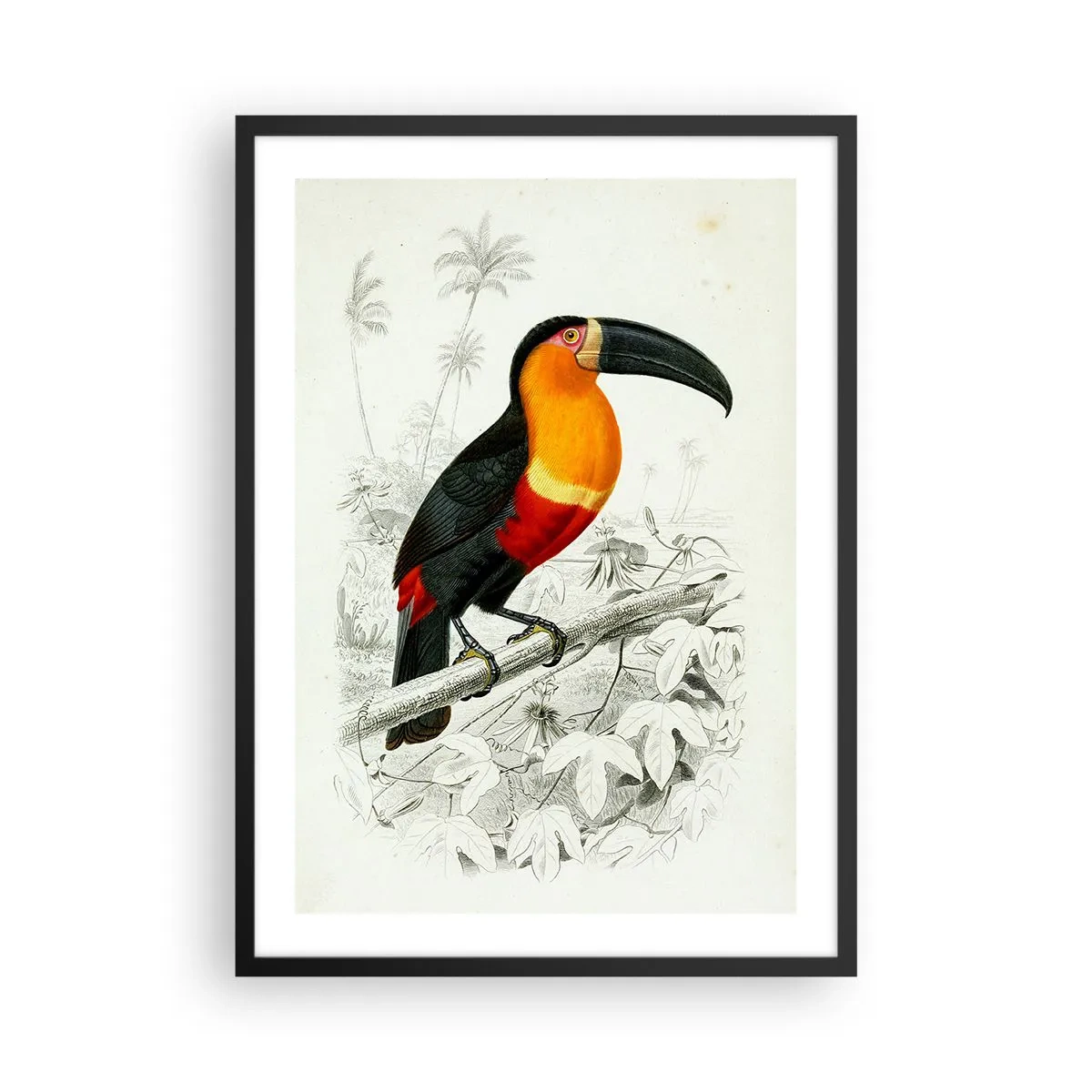 Poster in black frame - Parrot portrait - 50x70cm - Bird Colours - Modern wall decoration for the living room and bedroom ARTTOR