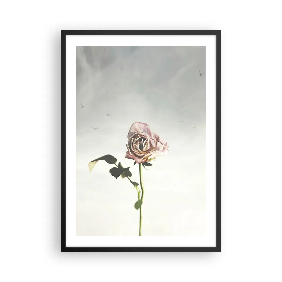 Poster in black frame - A subtle rose against a delicate sky - 50x70cm - Welcoming of Spring - Modern wall decoration for the living room and bedroom ARTTOR