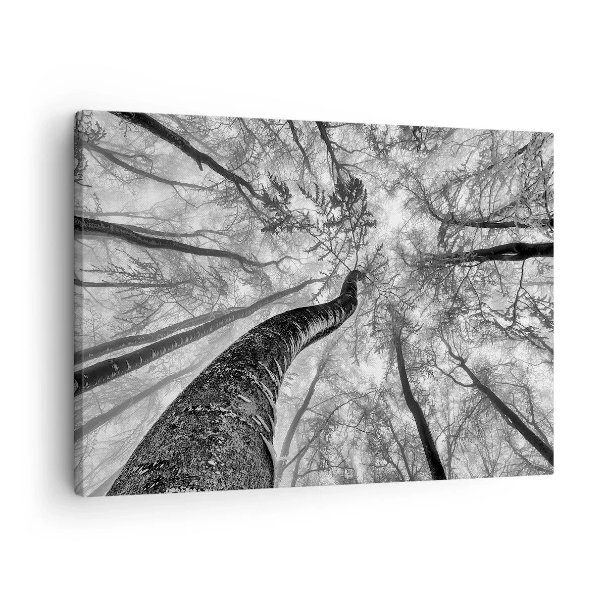 Canvas picture - Perspective of trees in a forest seen from below in shades of gray - 70x50cm - Race for the Light - Modern wall decoration for the living room and bedroom ARTTOR