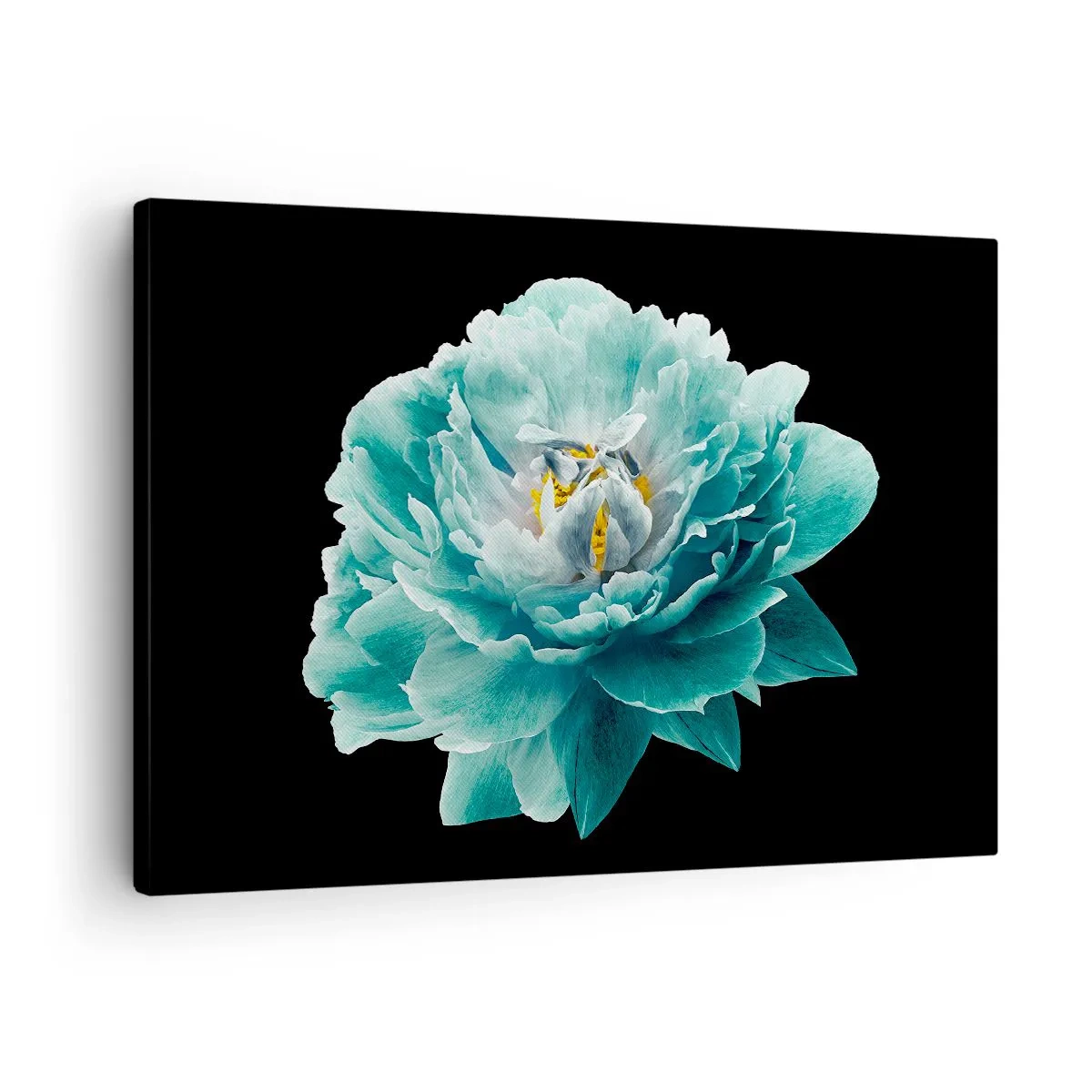 Canvas picture - Turquoise peony flower on a black background - 70x50cm - Blue and Gold Petals - Modern wall decoration for the living room and bedroom ARTTOR