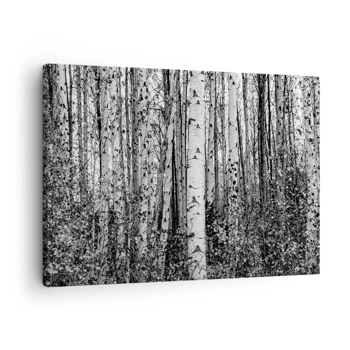Canvas picture - Black and white birch trees in the forest - 70x50cm - Birch Colonnade - Modern wall decoration for the living room and bedroom ARTTOR