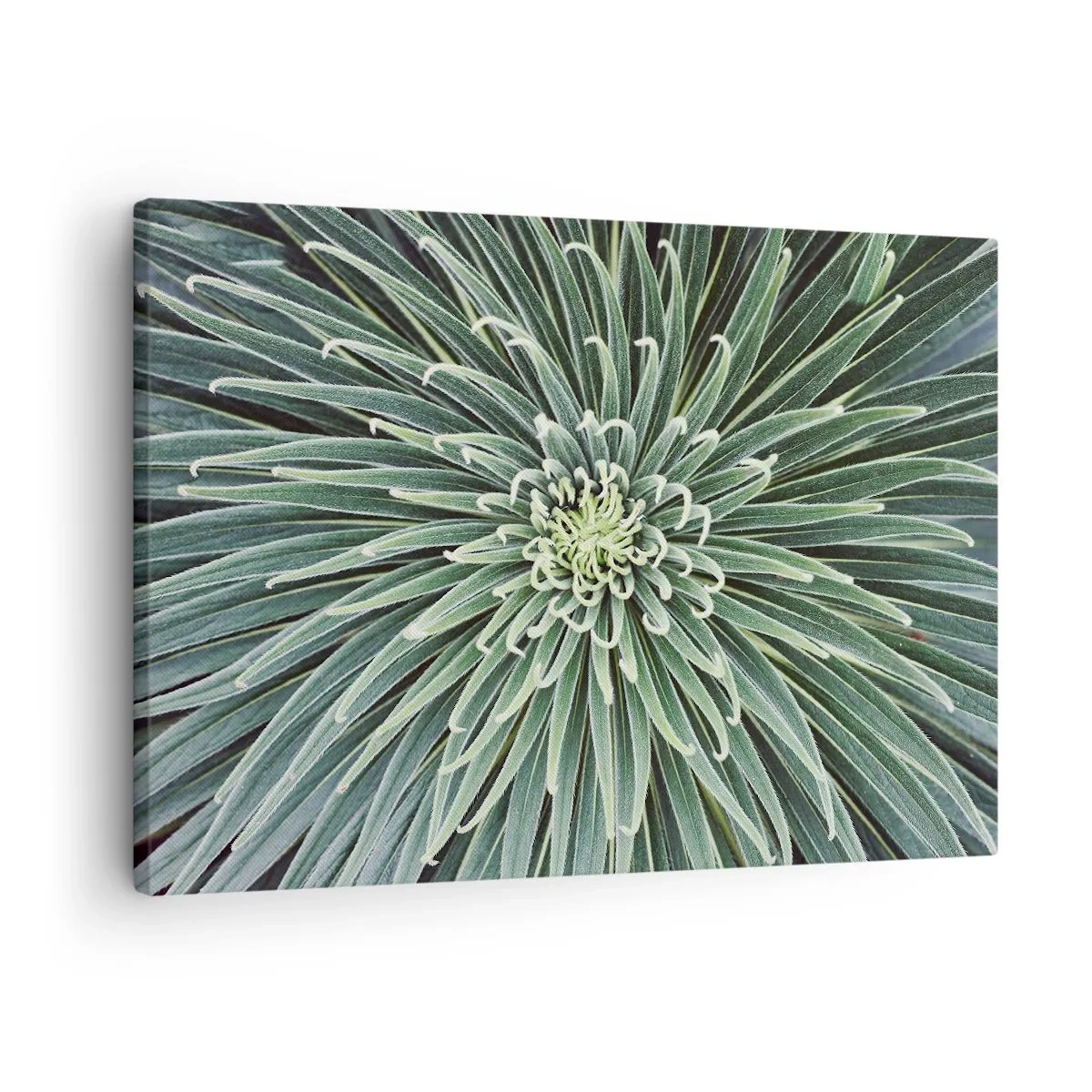 Canvas picture - Symmetrical arrangement of green leaves resembling a star - 70x50cm - Birth of a Star - Modern wall decoration for the living room and bedroom ARTTOR